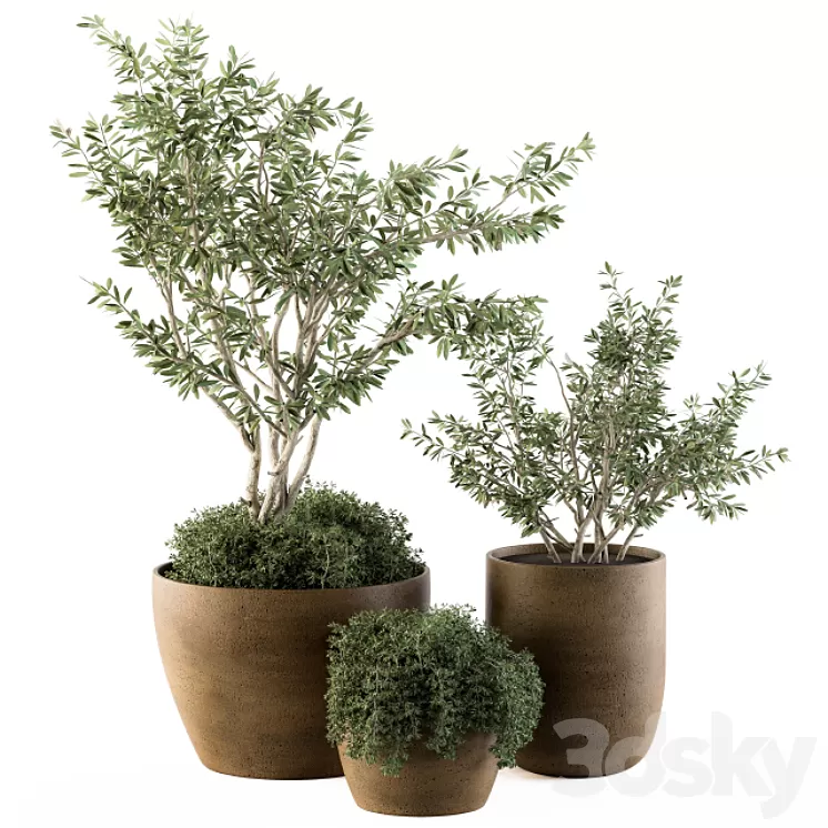 Outdoor Plants Olive – Set 79 3D Model