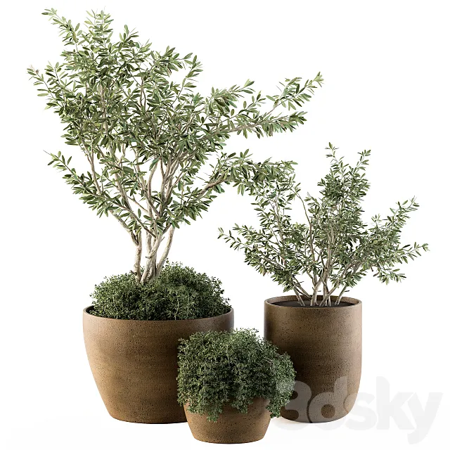 Outdoor Plants Olive – Set 79 3DModel