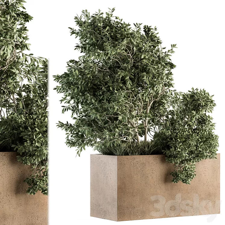 Outdoor Plants Olive – Set 82 3D Model