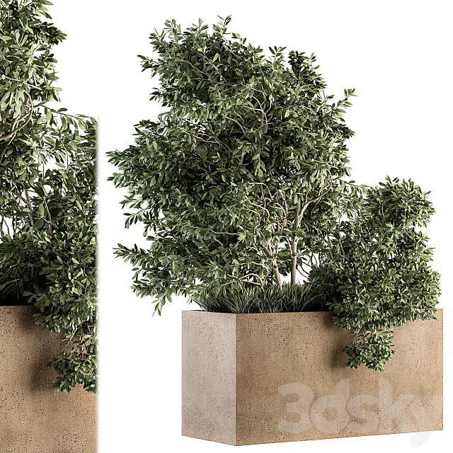 Outdoor Plants Olive – Set 82 3D Model