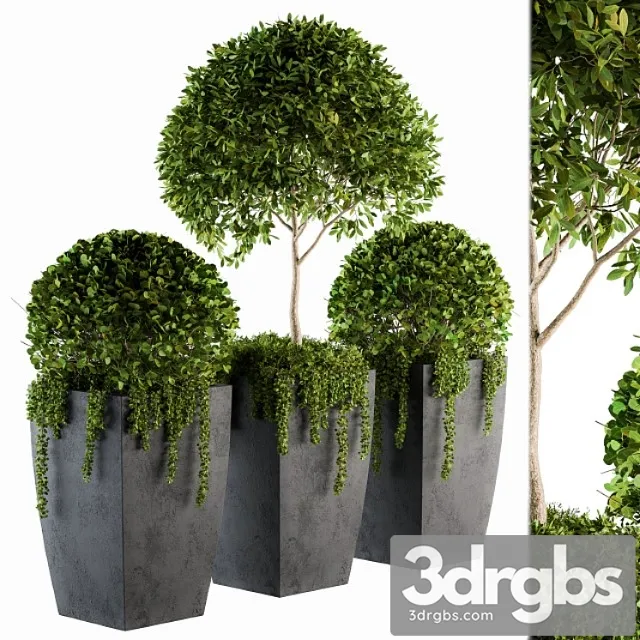 Outdoor Plants Round Topiary Tree Set 75 3D Model Download