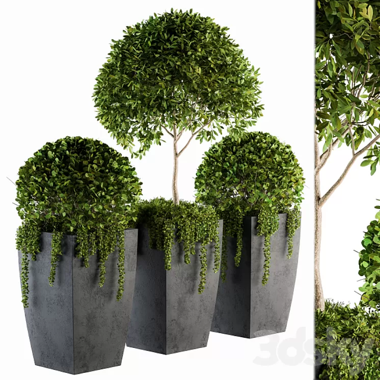 Outdoor Plants Round Topiary Tree – Set 75 3D Model