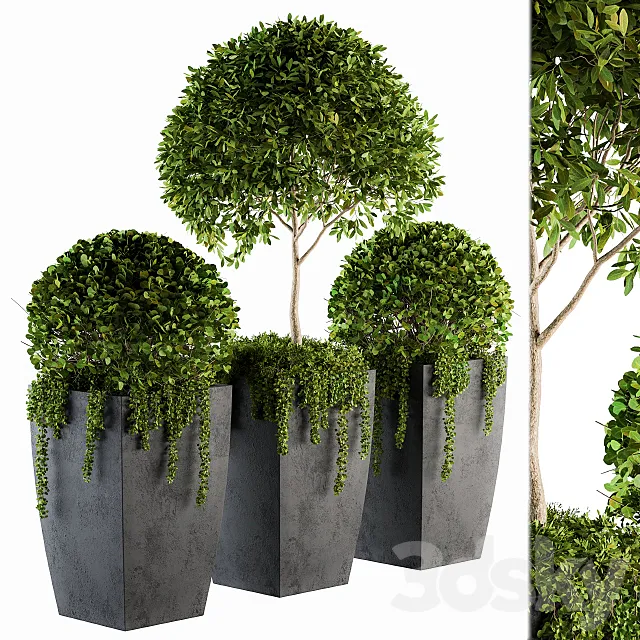Outdoor Plants Round Topiary Tree – Set 75 3DModel