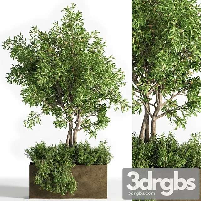 Outdoor Plants Tree 13 3D Model Download