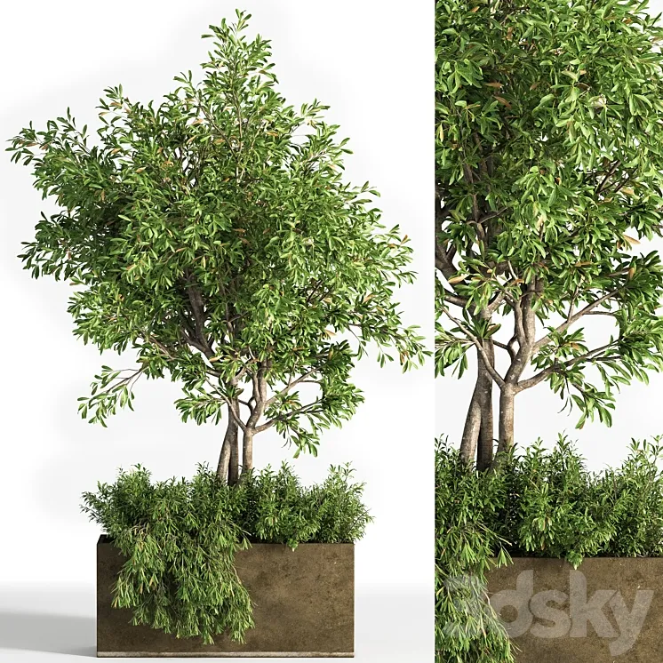 Outdoor plants tree 13 3D Model Free Download