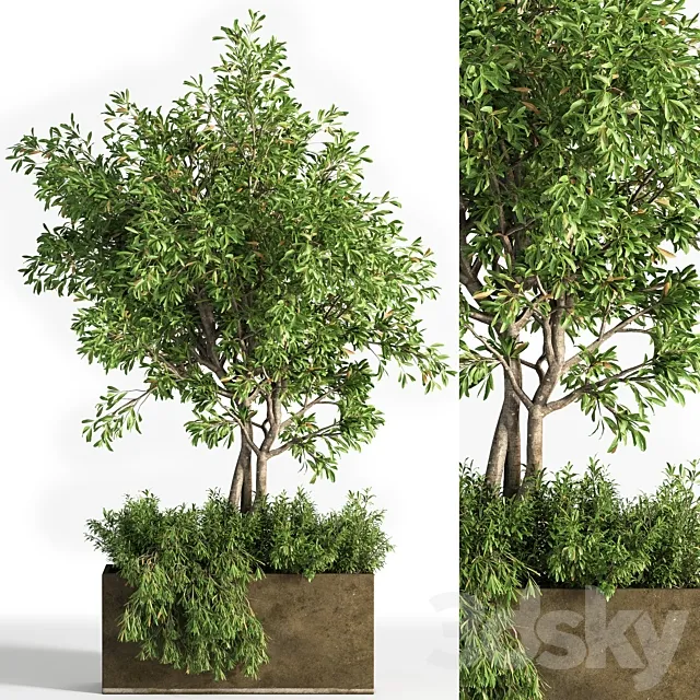 Outdoor plants tree 13 3D Model Outdoor plants tree 13 3D Model