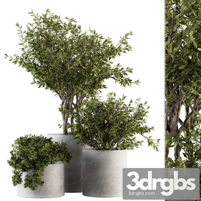 Outdoor Plants Tree Concrete Pot Set 141 3D Model Download