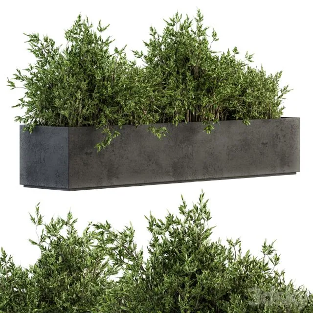 Outdoor Plants tree in Concrete Box – Set 126 3D Model