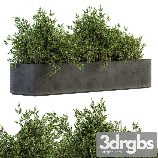 Outdoor Plants Tree In Concrete Box Set 126 3D Model Download