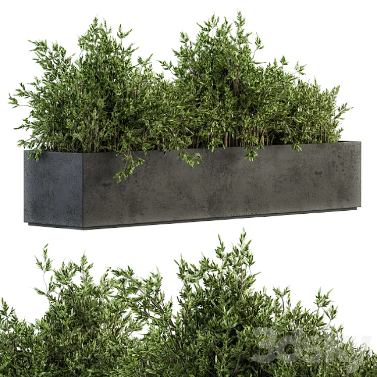 Outdoor Plants tree in Concrete Box – Set 126 3D Model Free Download