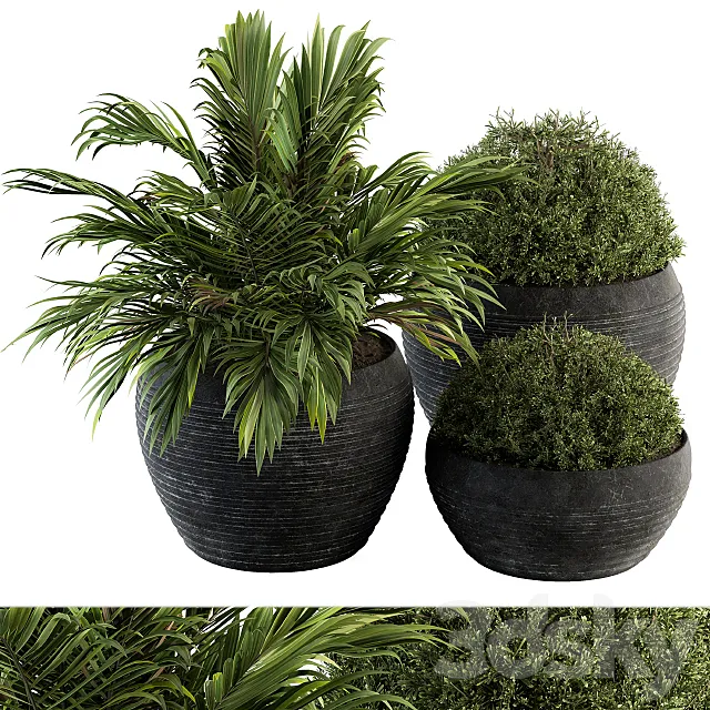 Outdoor Plants tree in Concrete Pot – Set 104 3D Model