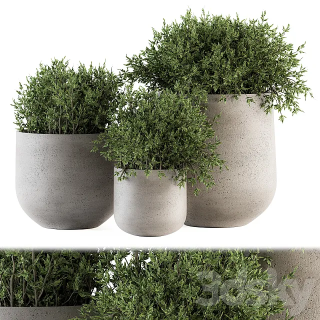 Outdoor Plants tree in Concrete pot – Set 125 3DModel