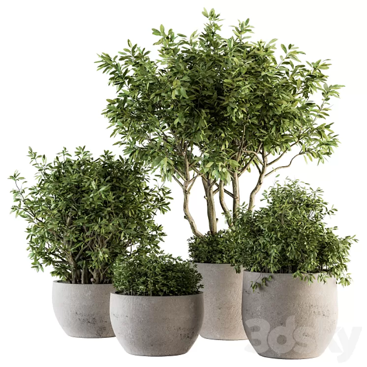 Outdoor Plants tree in Concrete Pot – Set 128 3D Model