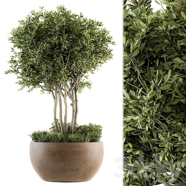 Outdoor Plants tree in Concrete Pot – Set 135 3D Model
