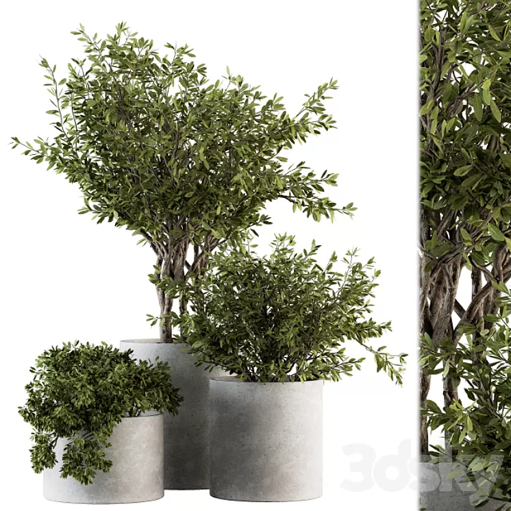 Outdoor Plants tree in Concrete Pot – Set 141 3D Model Outdoor Plants tree in Concrete Pot – Set 141 3D Model