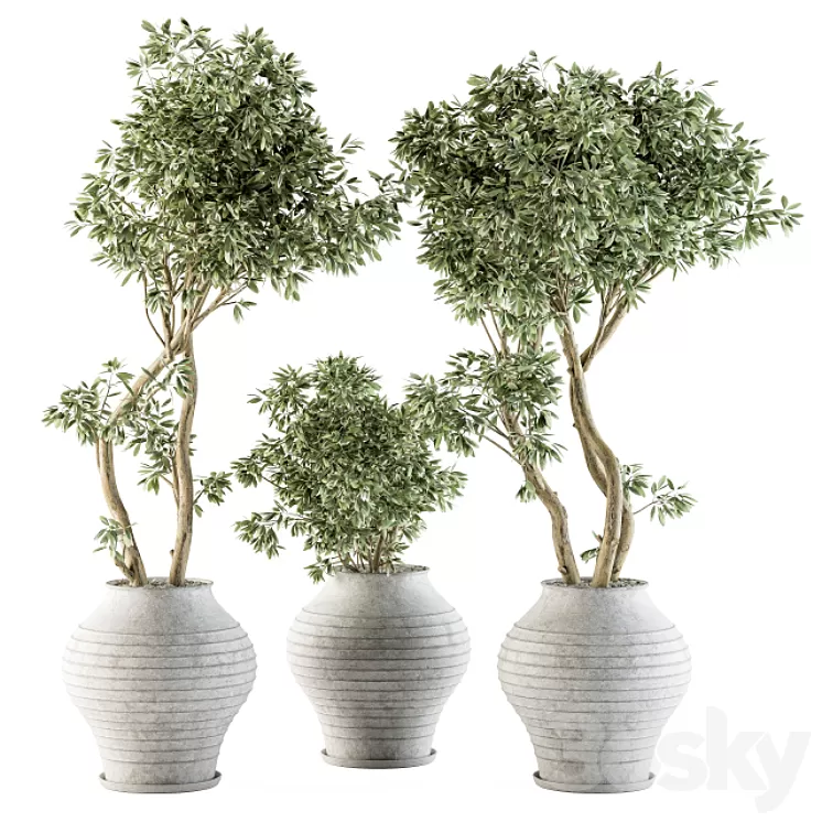 Outdoor Plants tree in Concrete Pot – Set 89 3D Model