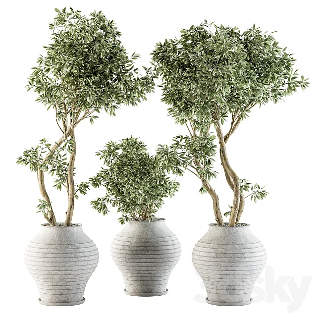 Outdoor Plants tree in Concrete Pot – Set 89 3DModel