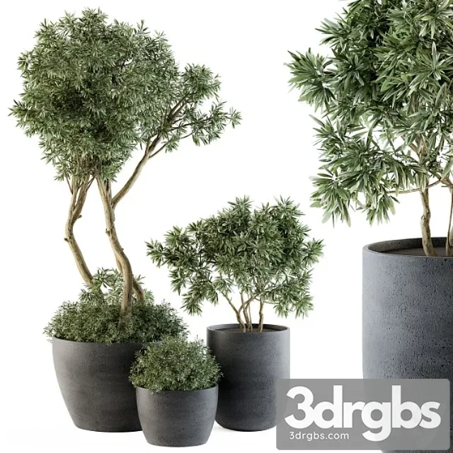 Outdoor Plants Tree in Pot Set 90 3D Model Download