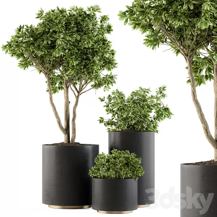 Outdoor Plants Tree in pot – Set 94 3D Model