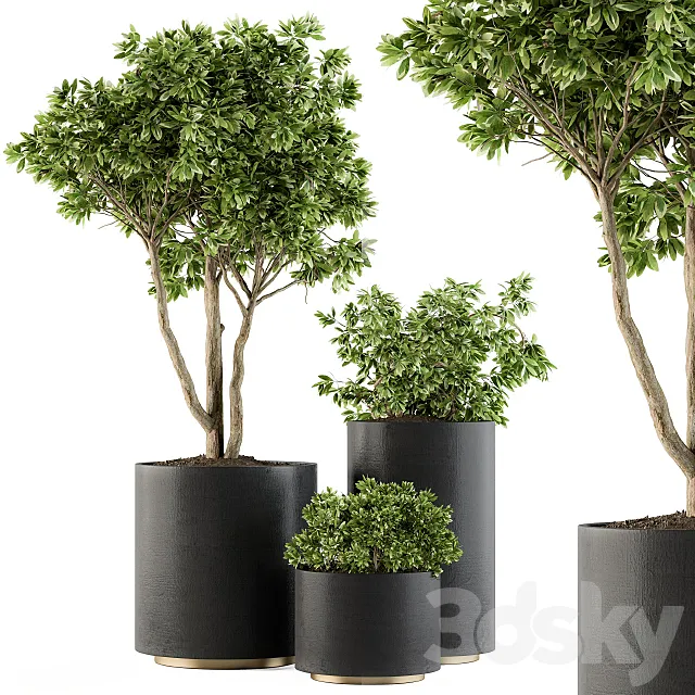 Outdoor Plants Tree in pot – Set 94 3DModel