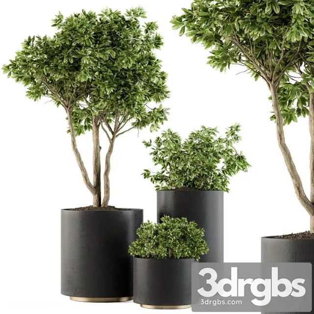 Outdoor plants tree in pot – set 94