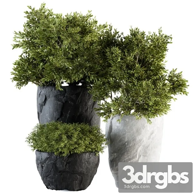 Outdoor Plants Tree in Rock Pot Set 136 3D Model Download