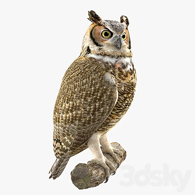Owl 3DModel