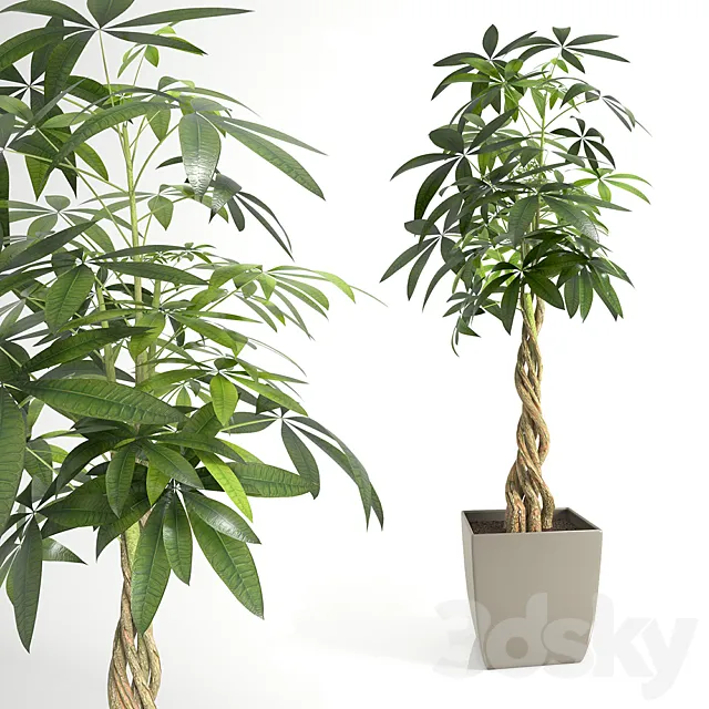 Pachira Aquatica (Pachira) 3D Model Pachira Aquatica (Pachira) 3D Model