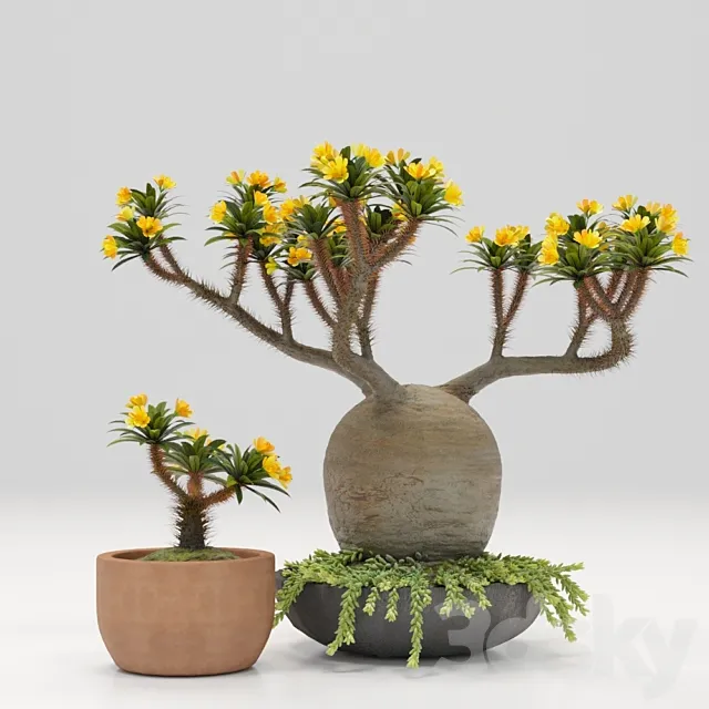 Pachypodium pot 3DModel Pachypodium pot 3DModel
