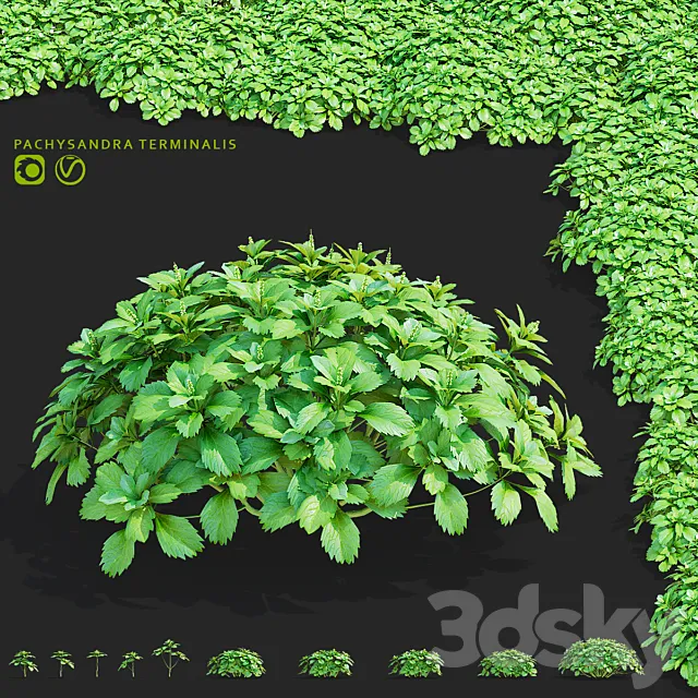 Pachysandra apical bushes | Pachysandra terminalis 3D Model
