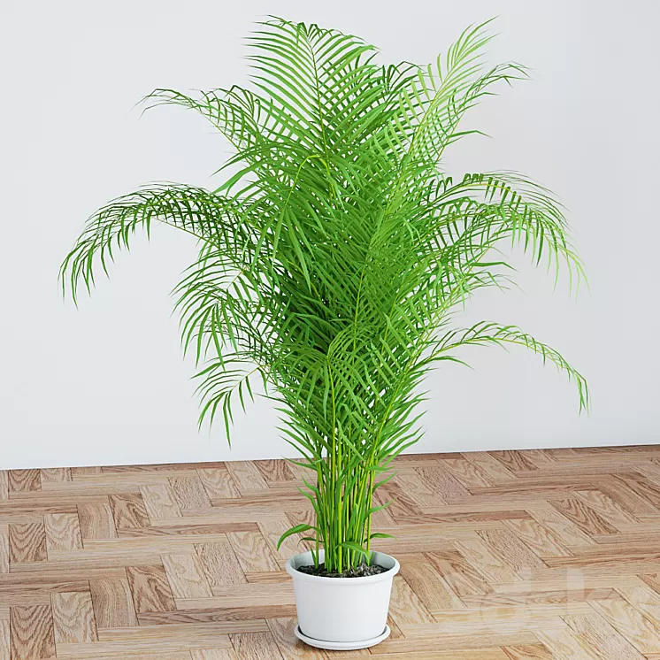 Palm 3D Model Palm 3D Model