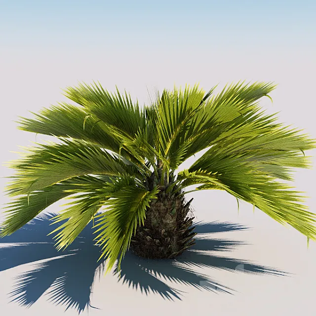 Palm 3DModel Palm 3DModel
