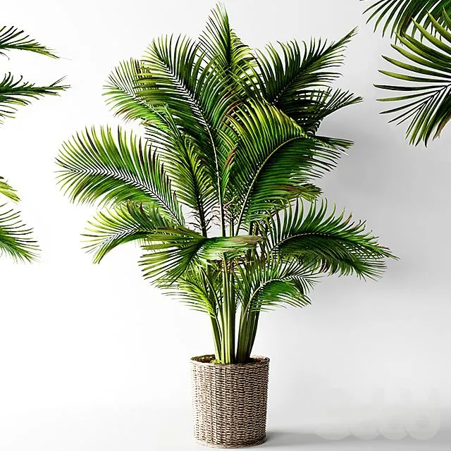 Palm areca 3D Model Palm areca 3D Model
