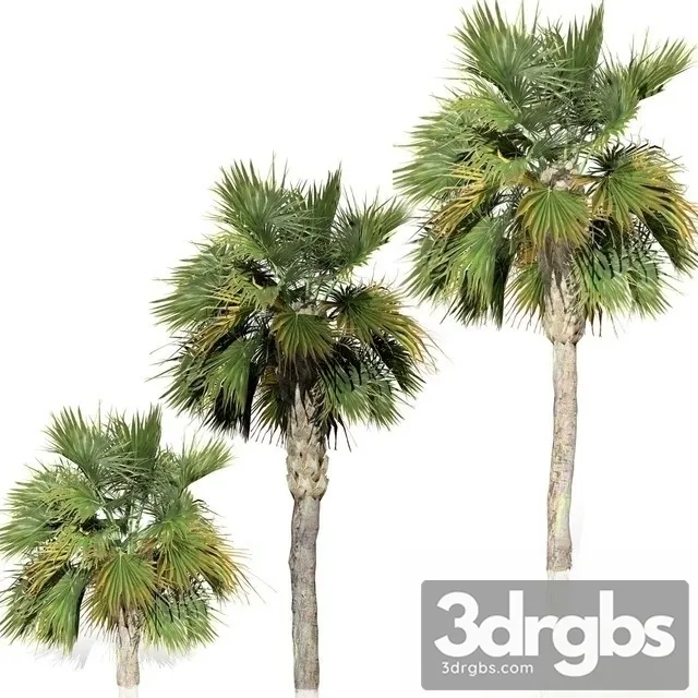 Palm Big Tree 3D Model Download
