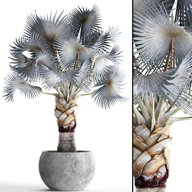 Palm Bismarckia nobilis Blue 3D Model Palm Bismarckia nobilis Blue 3D Model