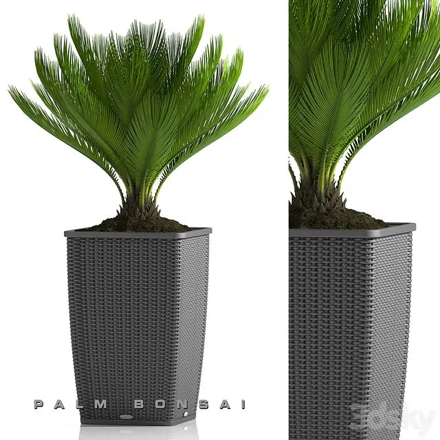 PALM BONSAI PLANTS 26 3D Model