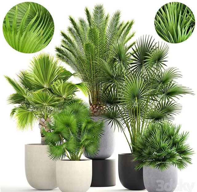 Palm garden set bush and tree 3D Model Palm garden set bush and tree 3D Model