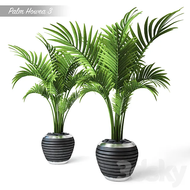 Palm Howea 3 3D Model Palm Howea 3 3D Model