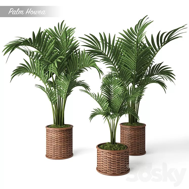 Palm Howea 3D Model Palm Howea 3D Model