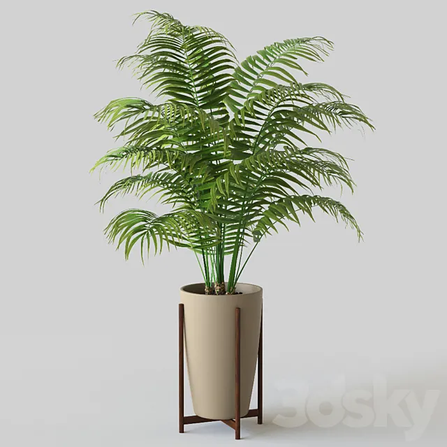 Palm in pot 3D Model Palm in pot 3D Model