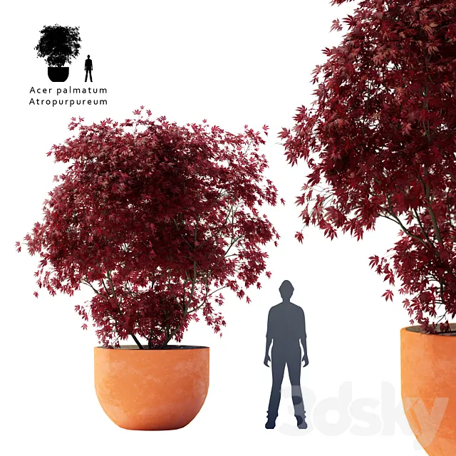 Palm maple | Acer palmatum atropurpureum 3D Model Palm maple | Acer palmatum atropurpureum 3D Model