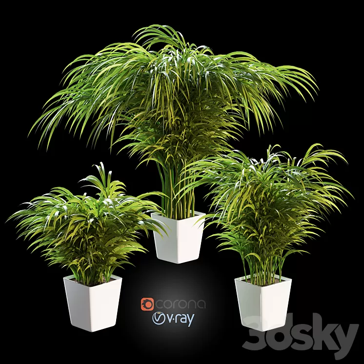 Palm tree in a pot. 3 models 3D Model Palm tree in a pot. 3 models 3D Model