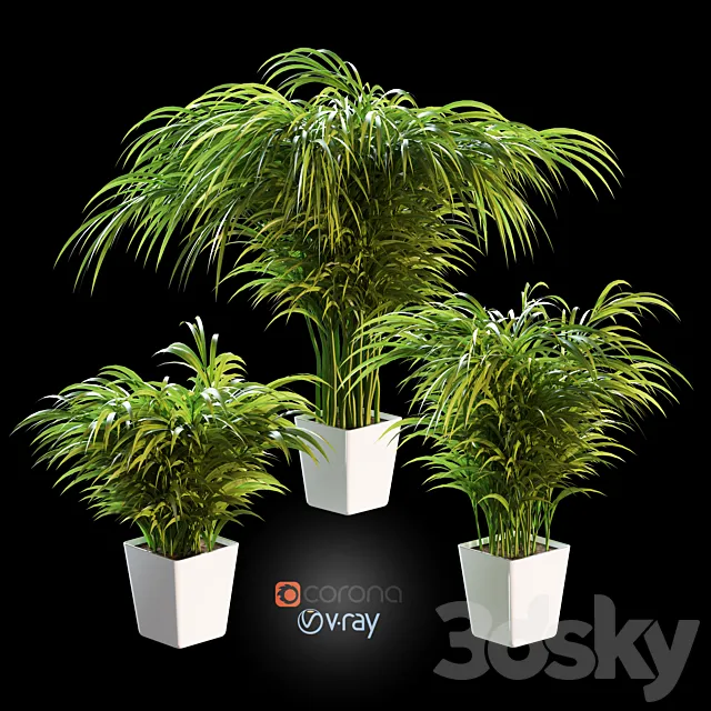 Palm tree in a pot. 3 models 3DModel Palm tree in a pot. 3 models 3DModel