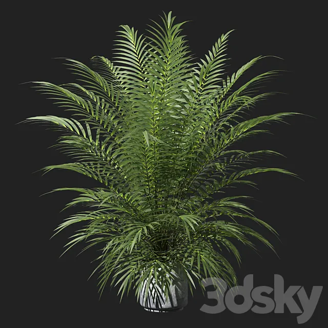 Palm tree in a pot 3D Model Palm tree in a pot 3D Model