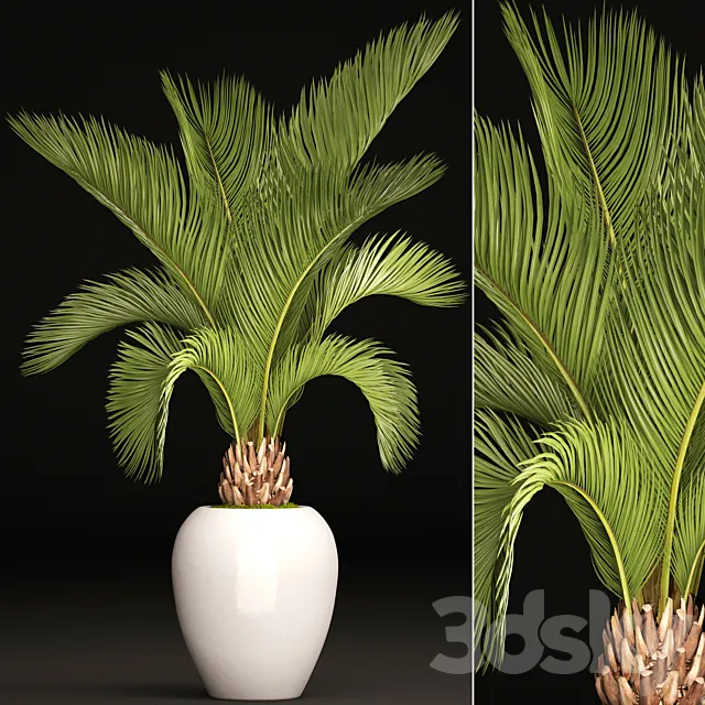 Palm tree in a white pot decorative office interior date cicada flowerpot 3D Model Palm tree in a white pot decorative office interior date cicada flowerpot 3D Model