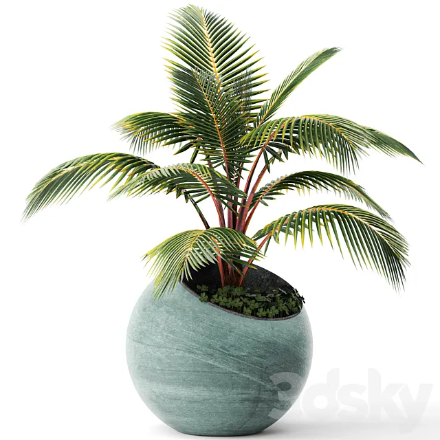 Palm tree small coconut tree round pot flowerpot outdoor 3D Model Palm tree small coconut tree round pot flowerpot outdoor 3D Model