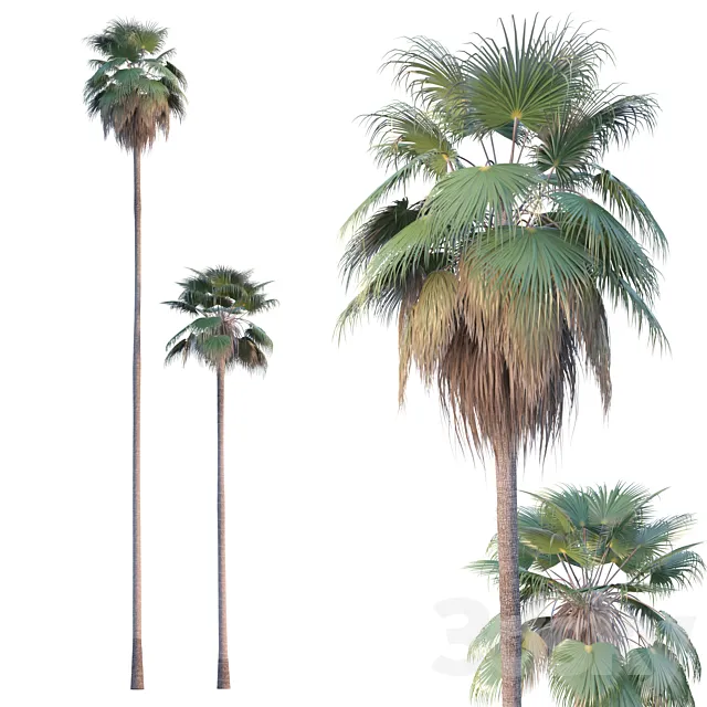Palm Tree – Washingtonia robusta 3D Model Palm Tree – Washingtonia robusta 3D Model