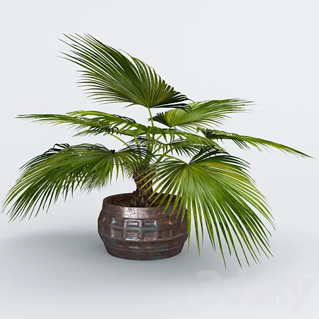 Palma 3D Model Palma 3D Model