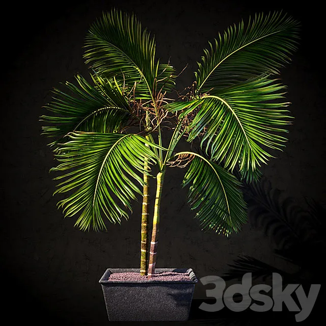 Palma interior 3D Model Palma interior 3D Model