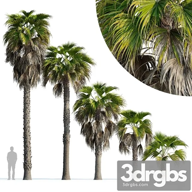 Palma Vashingtoniia Robusta Washingtonia Robusta Palm 3D Model Download